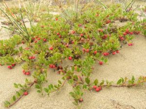 3 kinnikinnick (The End Of Summer)