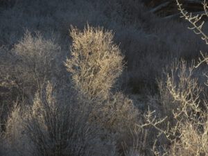 31 frost (Fire-smarting ginty creek)