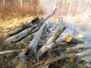 35 centres burned out (Fire-smarting ginty creek)