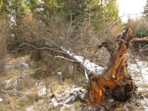 37 last job 1 (Fire-smarting ginty creek)