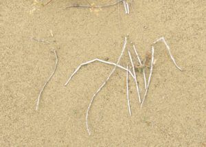 4 caligraphy 1 (The End Of Summer)