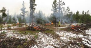 4 multiple piles best (Fire-smarting ginty creek)