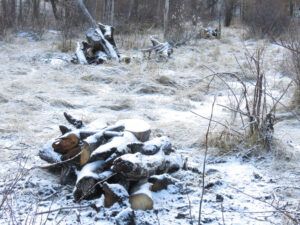 what didn’t burn (Fire-smarting ginty creek)