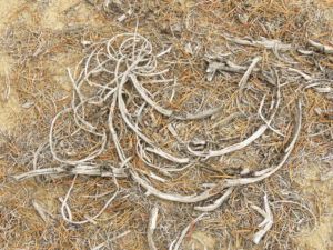 5 caligraphy 2 (The End Of Summer)