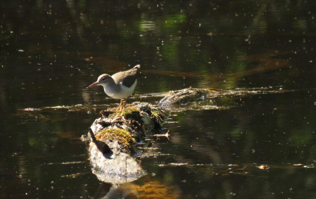 solitary sandpiper, tatlayoko