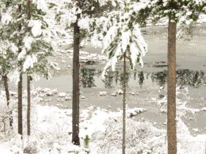 7 snow 3 pond best (Fire-smarting ginty creek)