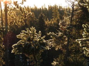 frozen water on trees (Covid Winter Solstice)