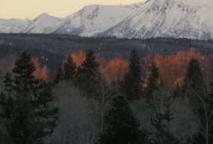 orange cottonwoods (Covid Winter Solstice)