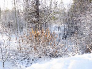 weak sun brown leaves (Covid Winter Solstice)