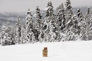 harry (Covid Winter Solstice)