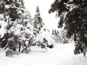 treed  forest (Covid Winter Solstice)