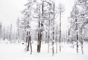 burned forest 1 (Covid Winter Solstice)