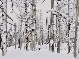 burned forest 2 (Covid Winter Solstice)