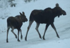 moose (Covid Winter Solstice)