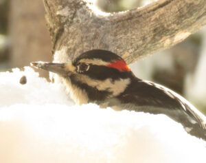 Lord of feeder in snow (Covid Winter Solstice)