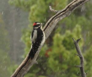 MR DOWNY (Covid Winter Solstice)