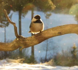 BC chick (Covid Winter Solstice)