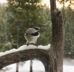 mt chick sharp (Covid Winter Solstice)