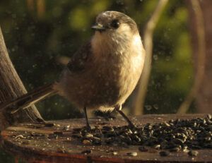 gray jay (Covid Winter Solstice)