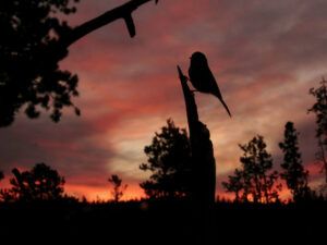 2 chickadee early (Covid Winter Solstice)