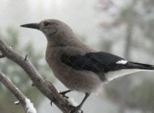 clarkes nut checking window (Covid Winter Solstice)