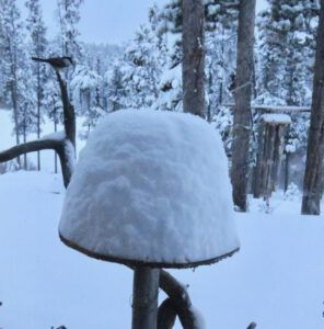 Chickadee and bfast table (Covid Winter Solstice)