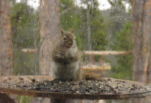 squirrel rain (Covid Winter Solstice)
