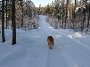 11 pretty snow (A Month Into The New year)