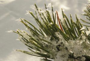 15 hoarfrost (A Month Into The New year)