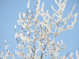 16 hoar near river (A Month Into The New year)