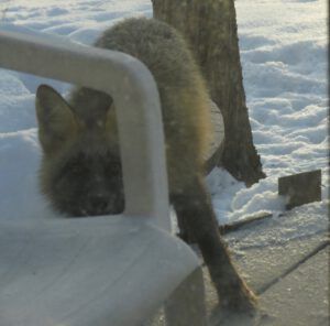 18 fox 1 (A Month Into The New year)