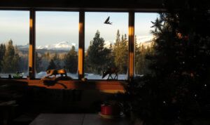 2 window view (A Month Into The New year)