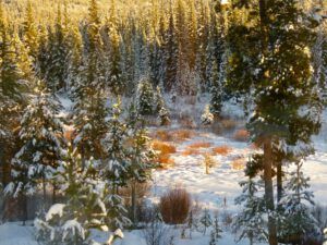 20 evening light (A Month Into The New year)