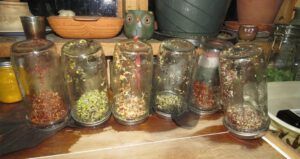 7 sprouts (A Month Into The New year)