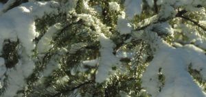 8 frozen ice drops (A Month Into The New year)