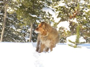 16 Harry (February Cold Snap)