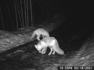 foxy and friend (The Light Half of the Year.)