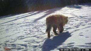 Digital Camera (The Light Half of the Year.)