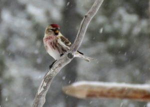 One redpoll first (The Light Half of the Year.)