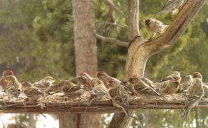 locust redpolls (The Light Half of the Year.)