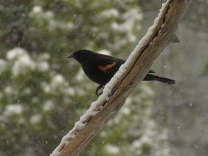 1st RWBB mar 15 (The Light Half of the Year.)