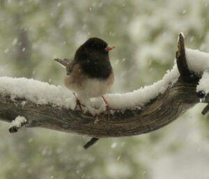 8 first junco (The Light Half of the Year.)