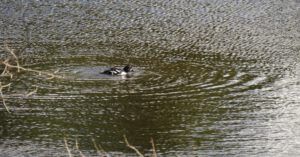 9 BG target (inexorable spring)