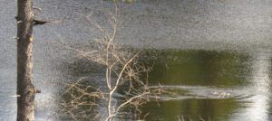 10 tree brach eagle (inexorable spring)