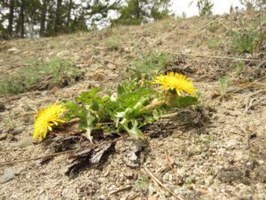 11a dandeliions. (inexorable spring)