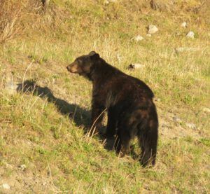 13 1st bear mum (inexorable spring)