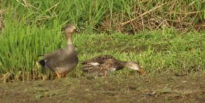 13 garganey? (Down the bella coola hill again.)