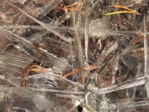 14 cold morning (APRIL 2021)