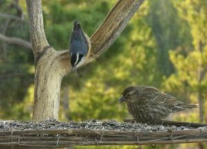 14 nuthatch (inexorable spring)