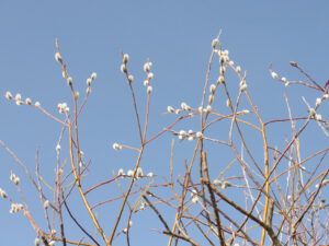 20 pussy willow (APRIL 2021)